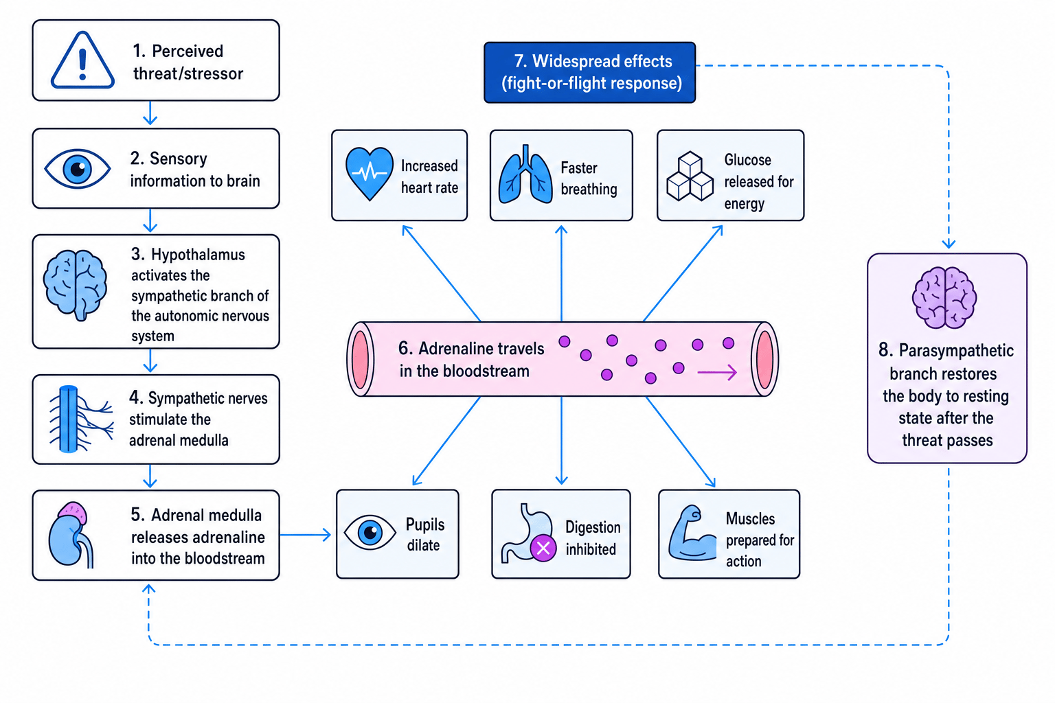 Flowchart showing the fight-or-flight response from perceived threat to sympathetic activation, adrenal medulla release of adrenaline, physiological effects, and parasympathetic recovery