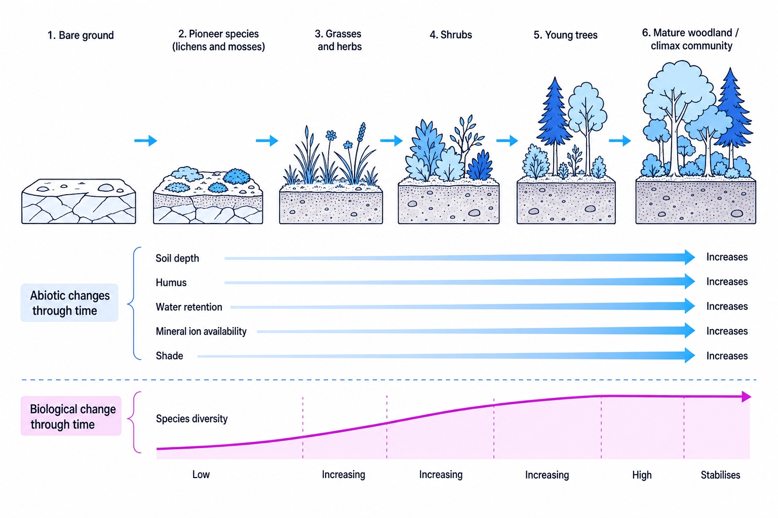 Ecological succession from bare ground to pioneer species, grasses, shrubs, young trees and mature woodland, with abiotic changes through time