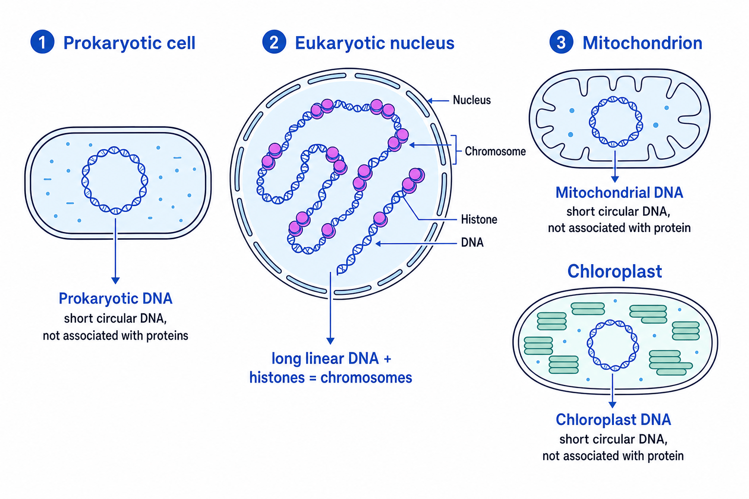 Schematic comparing DNA organisation in prokaryotic cells, eukaryotic nuclei, mitochondria and chloroplasts