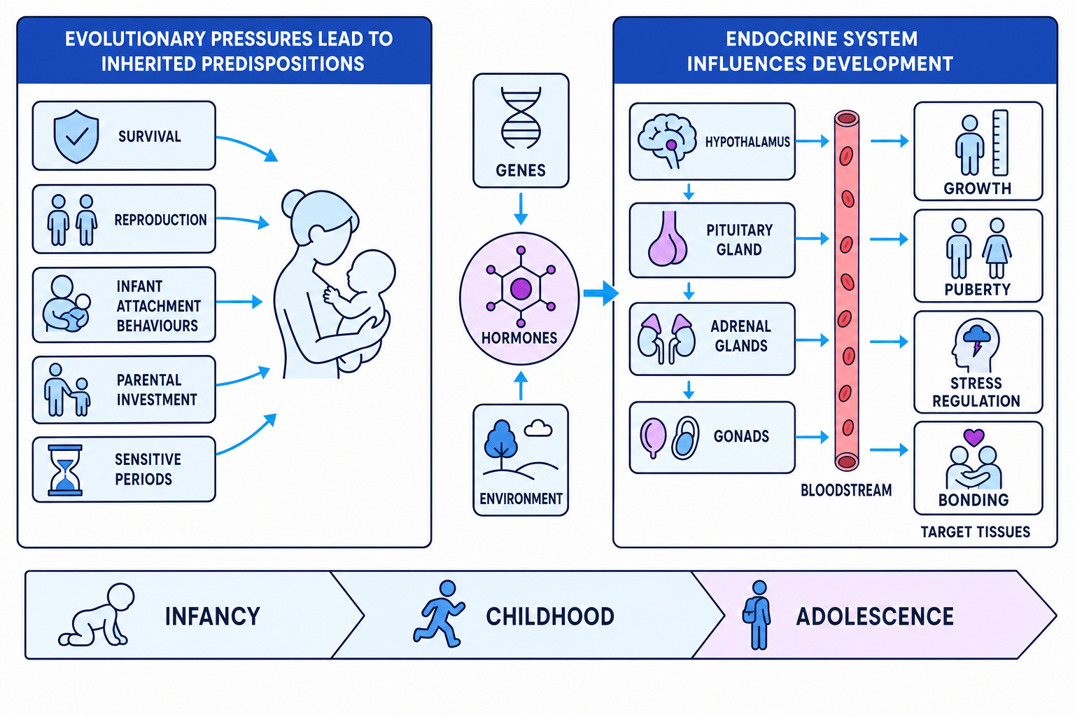Schematic showing evolutionary pressures and endocrine hormones shaping human development