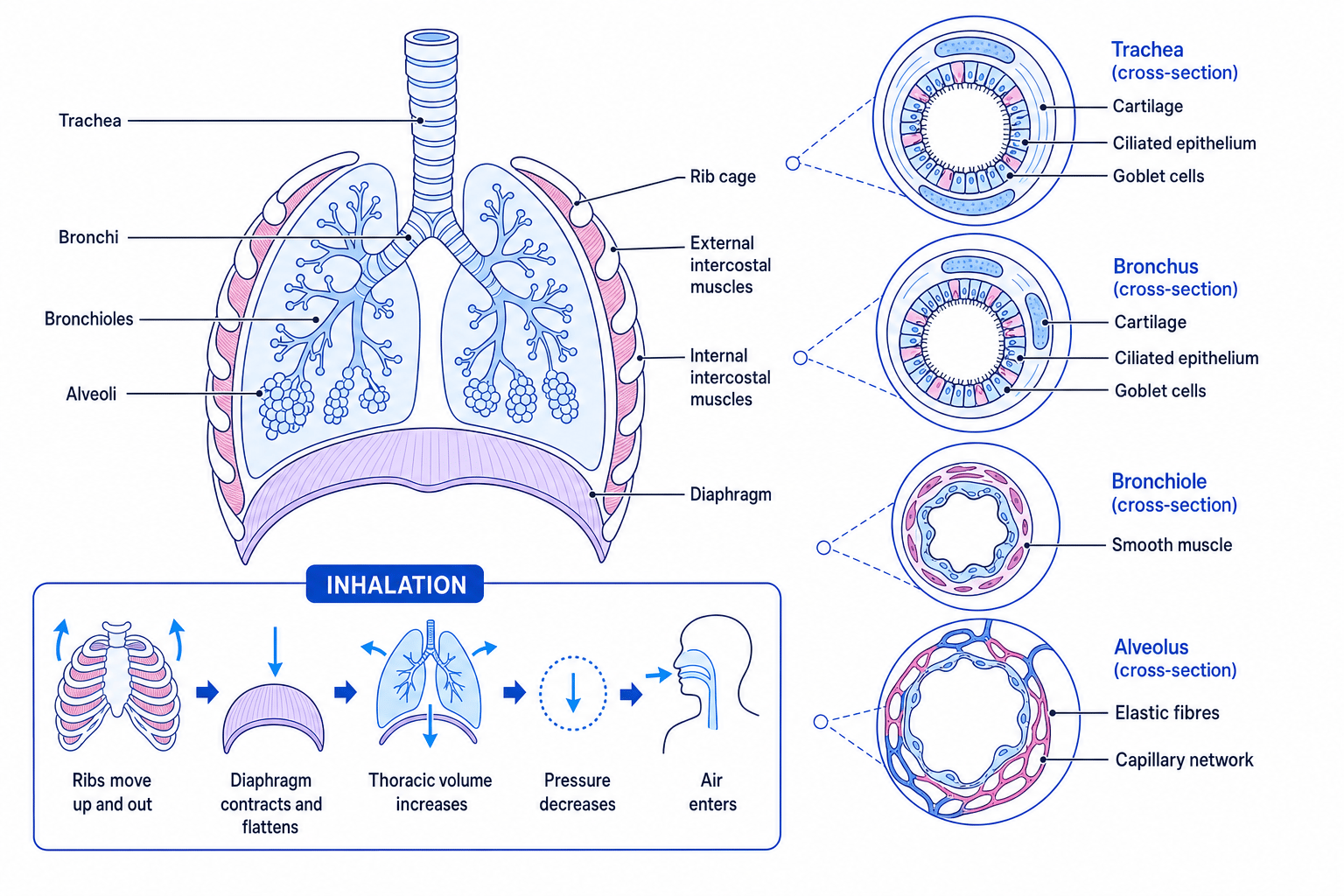 Mammalian gas exchange system with airway tissues and inhalation mechanism