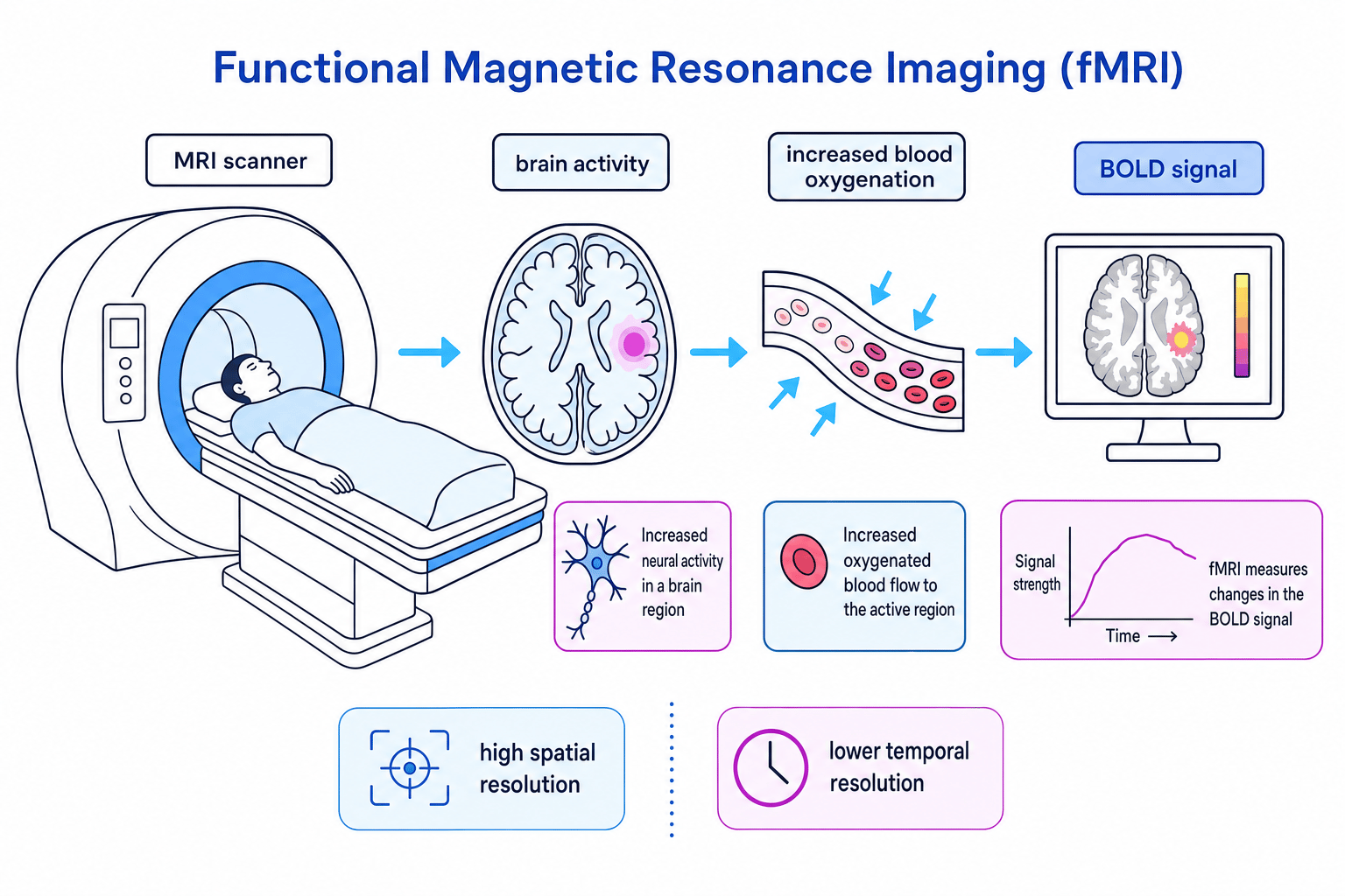 Schematic of fMRI showing neural activity leading to increased blood oxygenation and a BOLD signal