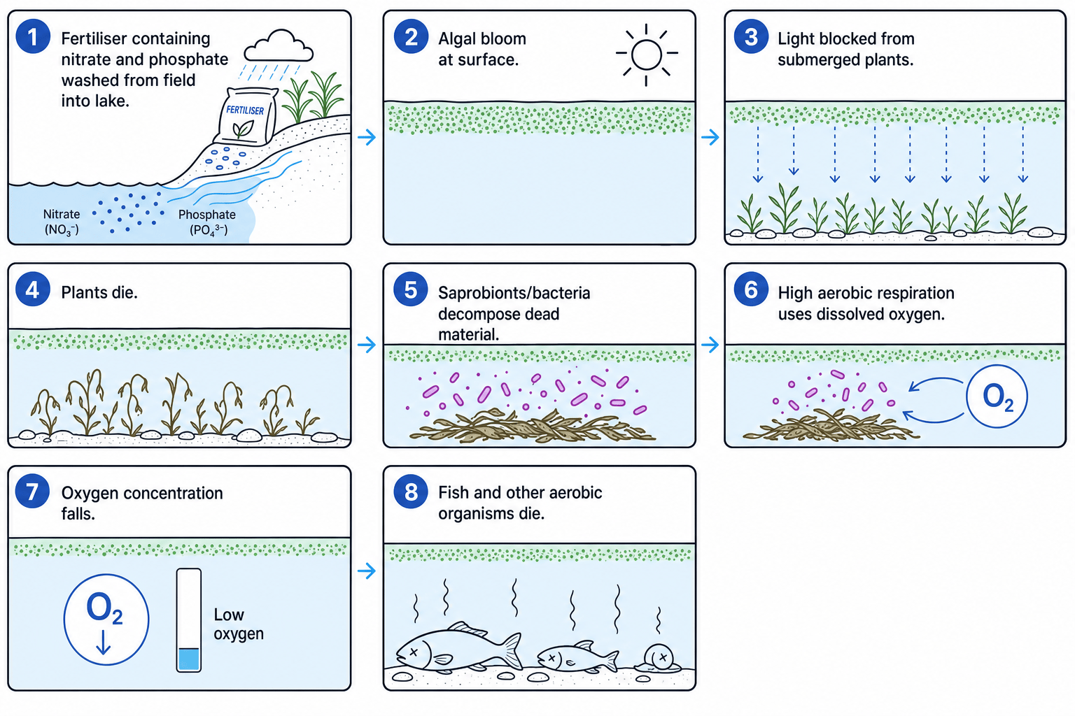 Sequence showing fertiliser runoff causing algal bloom, plant death, decomposition, oxygen depletion and fish death