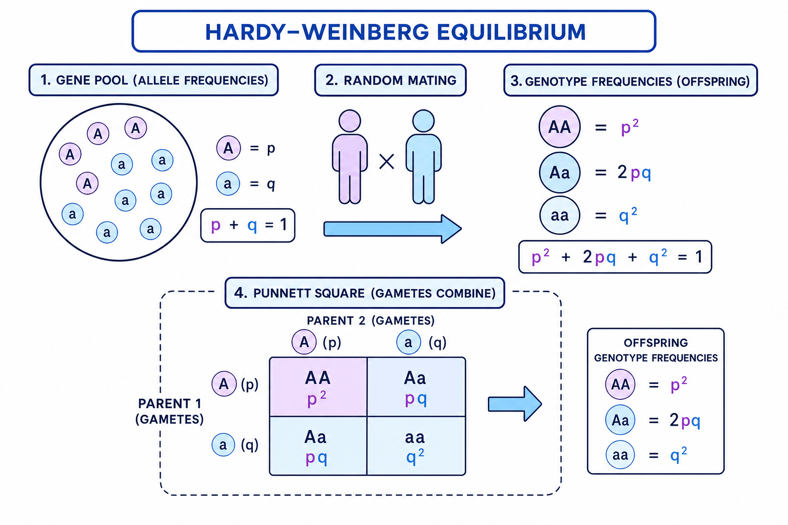 Hardy-Weinberg allele and genotype frequency diagram