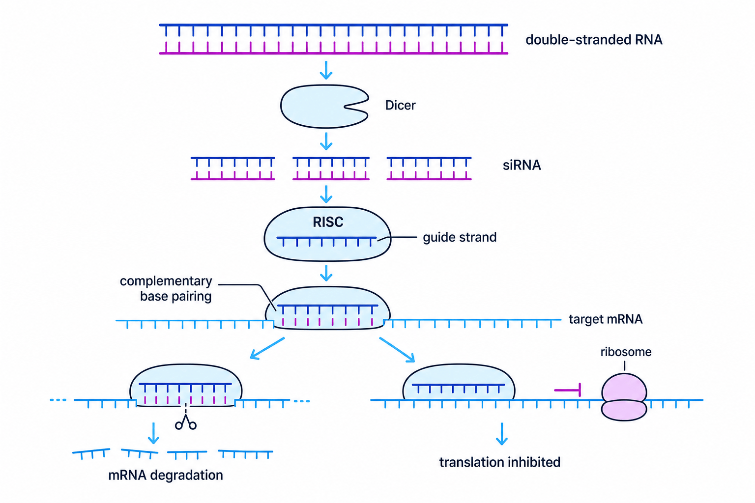RNA interference pathway showing Dicer, siRNA, RISC, target mRNA degradation and translation inhibition