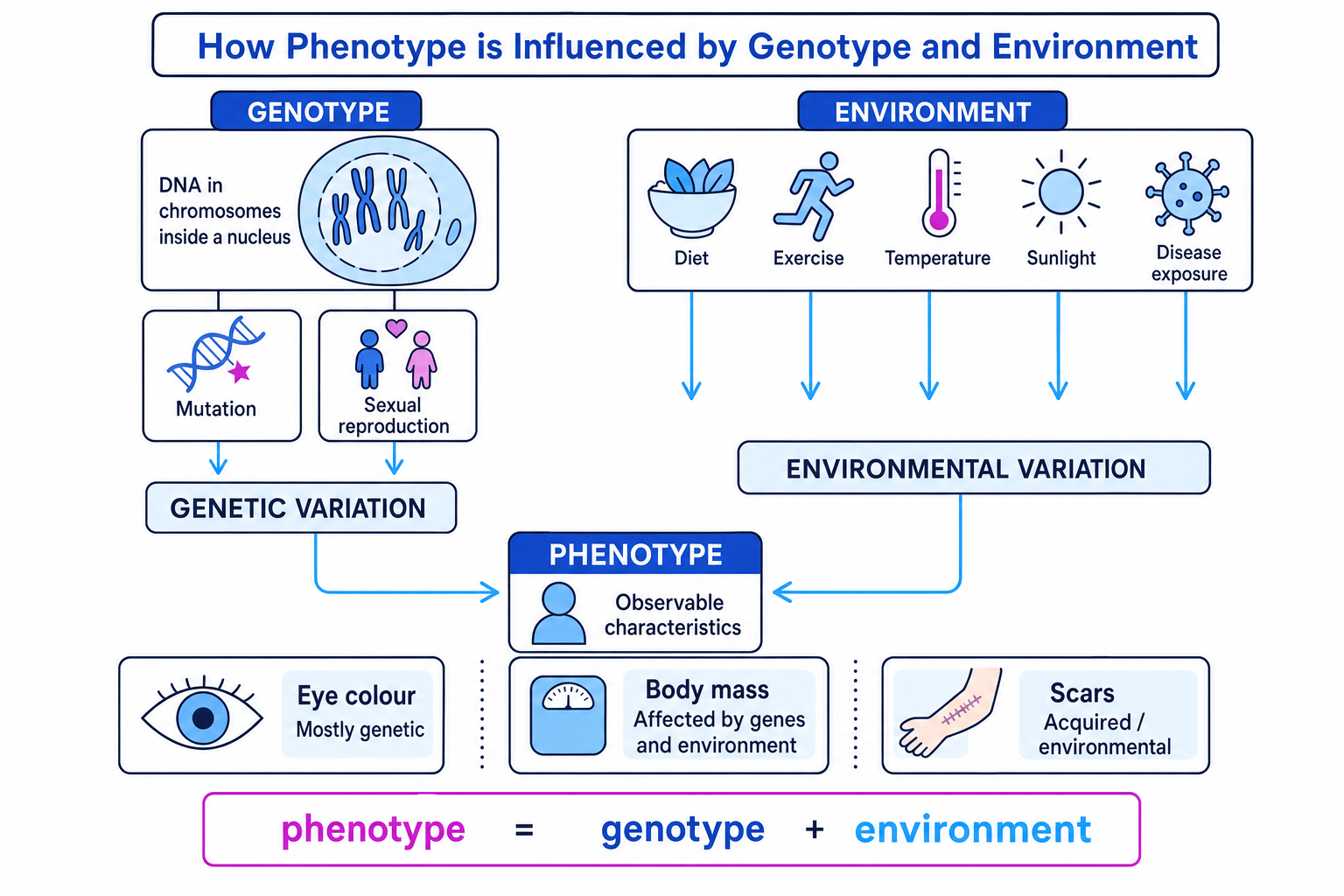 Diagram showing genotype and environment both influencing phenotype