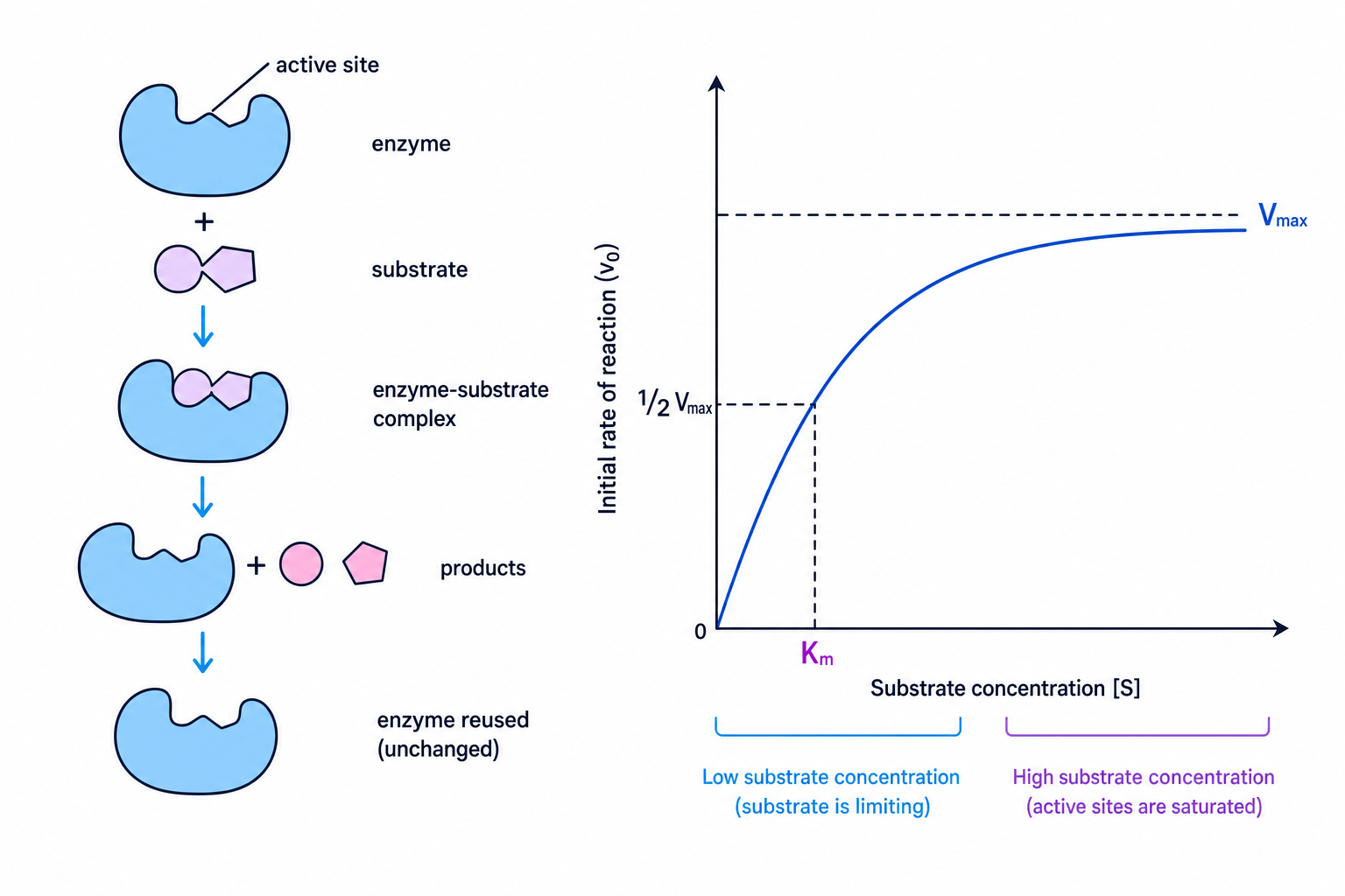 Enzyme-substrate complex and Michaelis-Menten graph