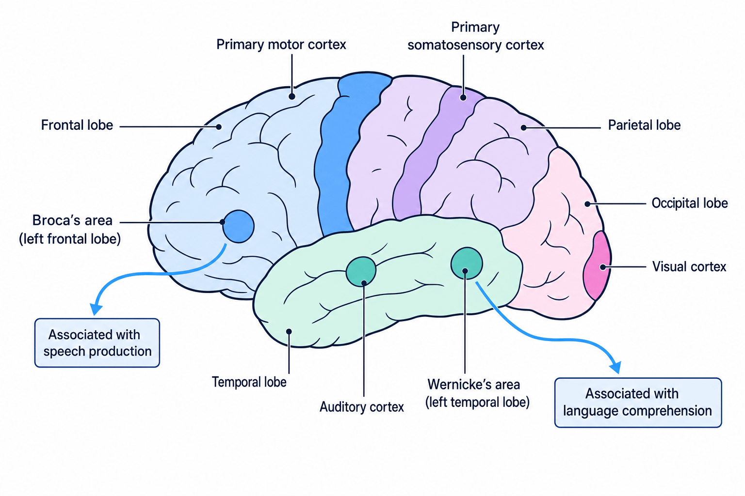 Labelled brain localisation map showing motor, somatosensory, visual, auditory, Broca's and Wernicke's areas