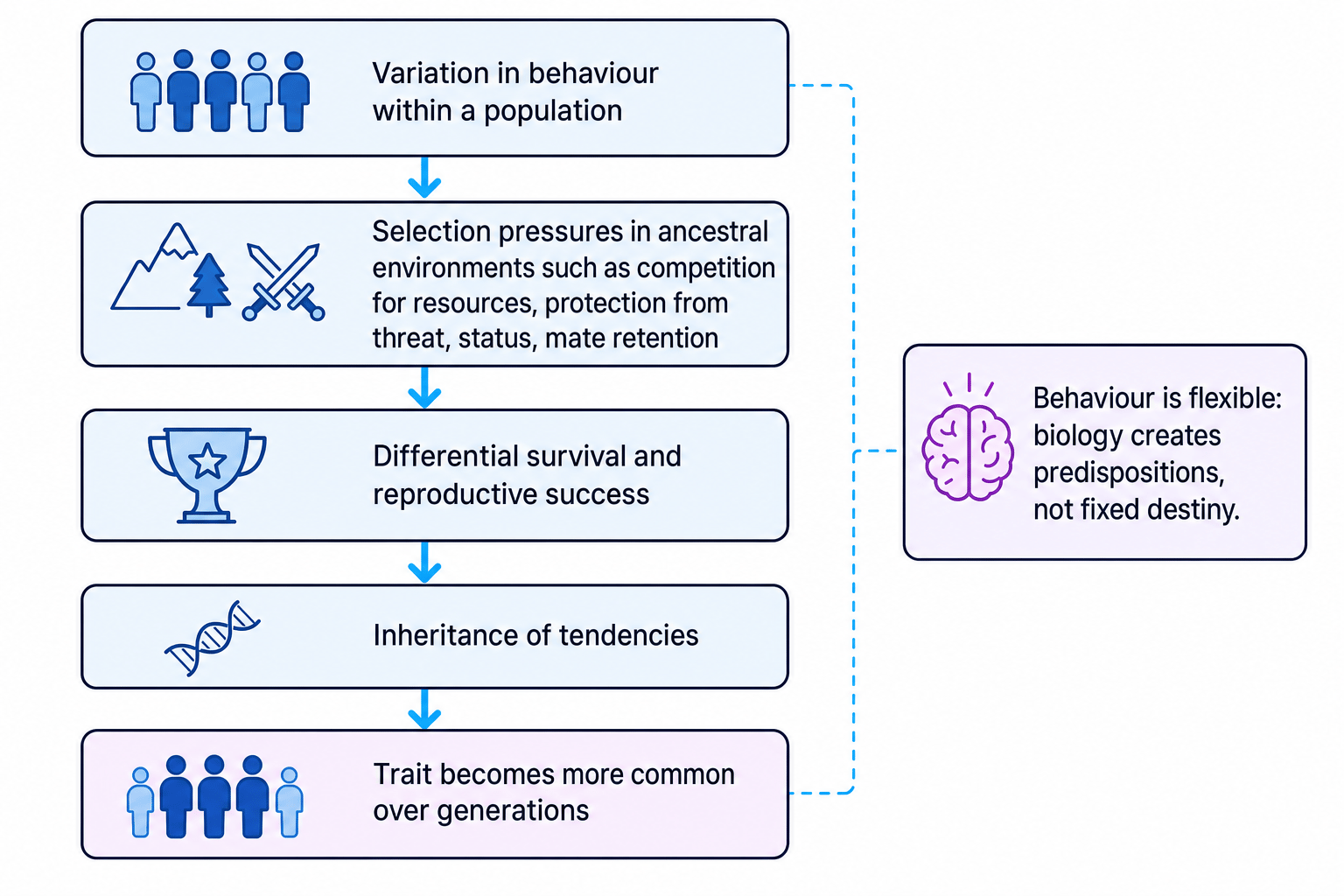 Flowchart showing natural selection applied to aggression