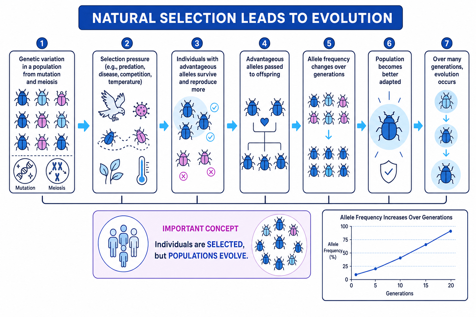 Natural selection flow diagram showing variation, selection pressure, differential survival, inheritance and allele frequency change