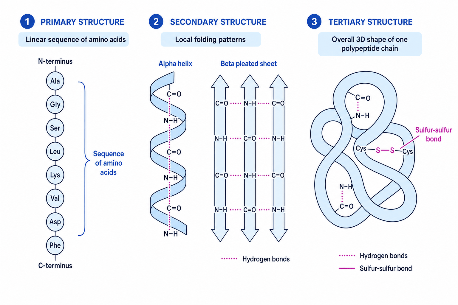 Primary, secondary and tertiary protein structure