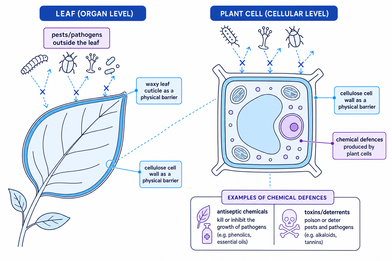 Labelled schematic of plant physical and chemical defences