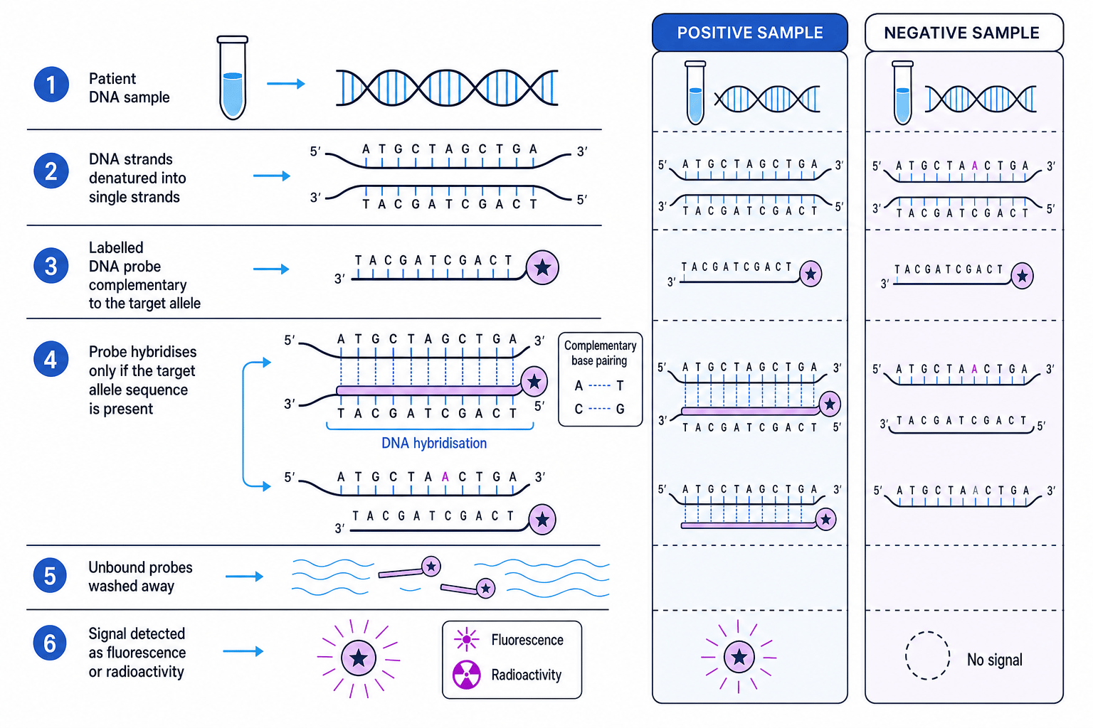 Schematic workflow showing how a labelled DNA probe hybridises to a target allele and produces a detectable signal