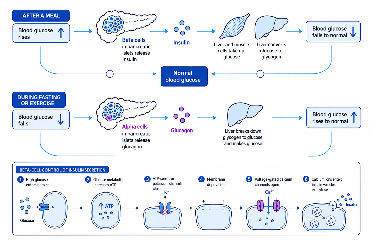 Blood glucose negative feedback loops for insulin and glucagon, with beta-cell potassium and calcium channel control of insulin secretion