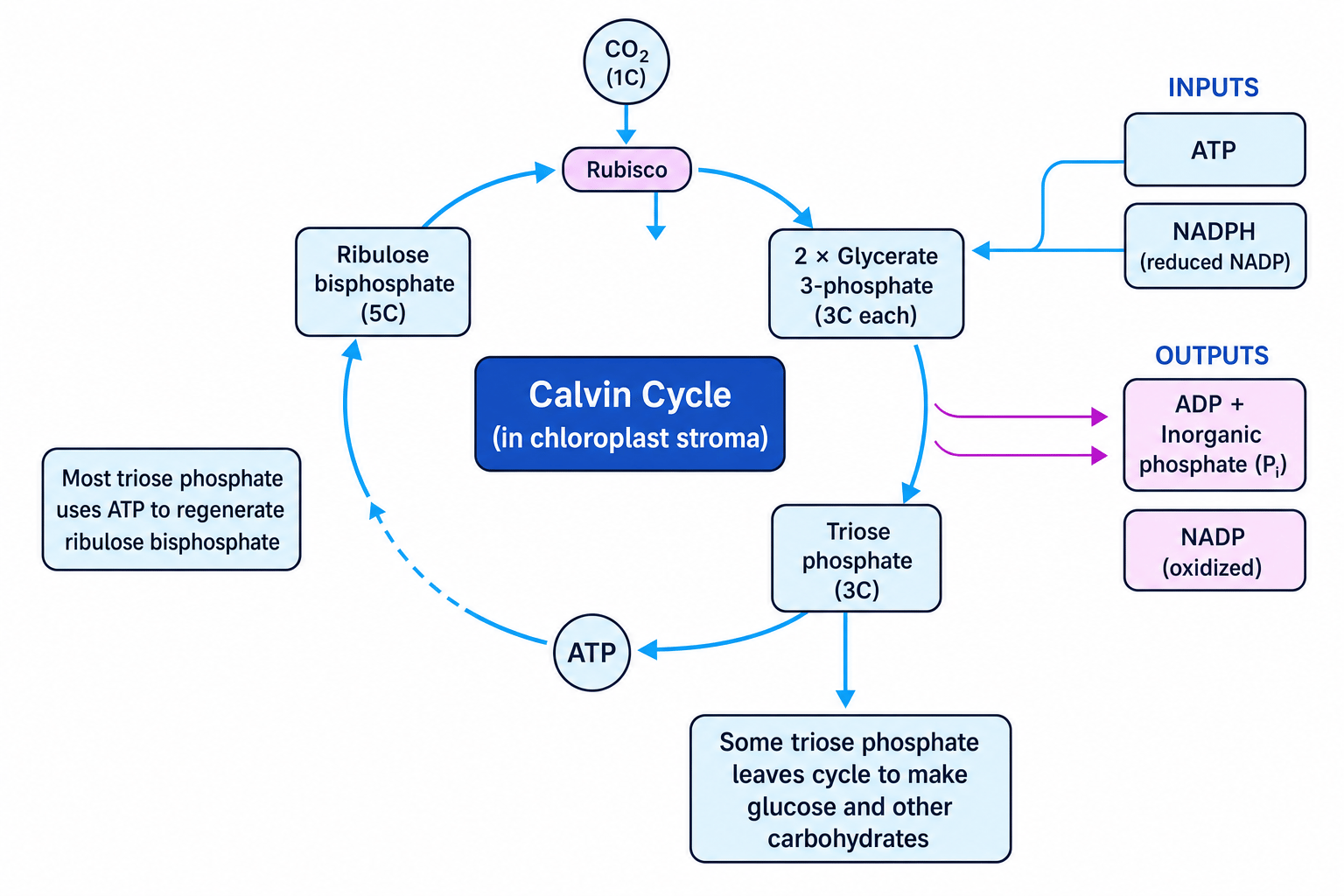 Diagram of the Calvin cycle in the chloroplast stroma