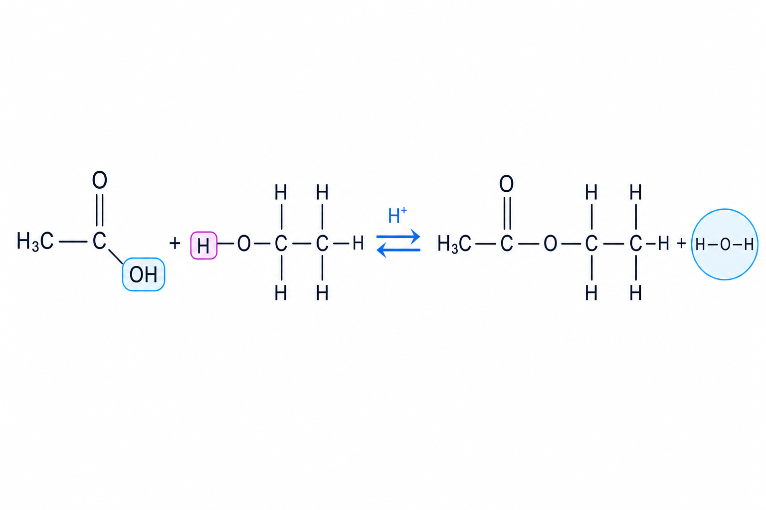 Esterification of ethanoic acid and ethanol