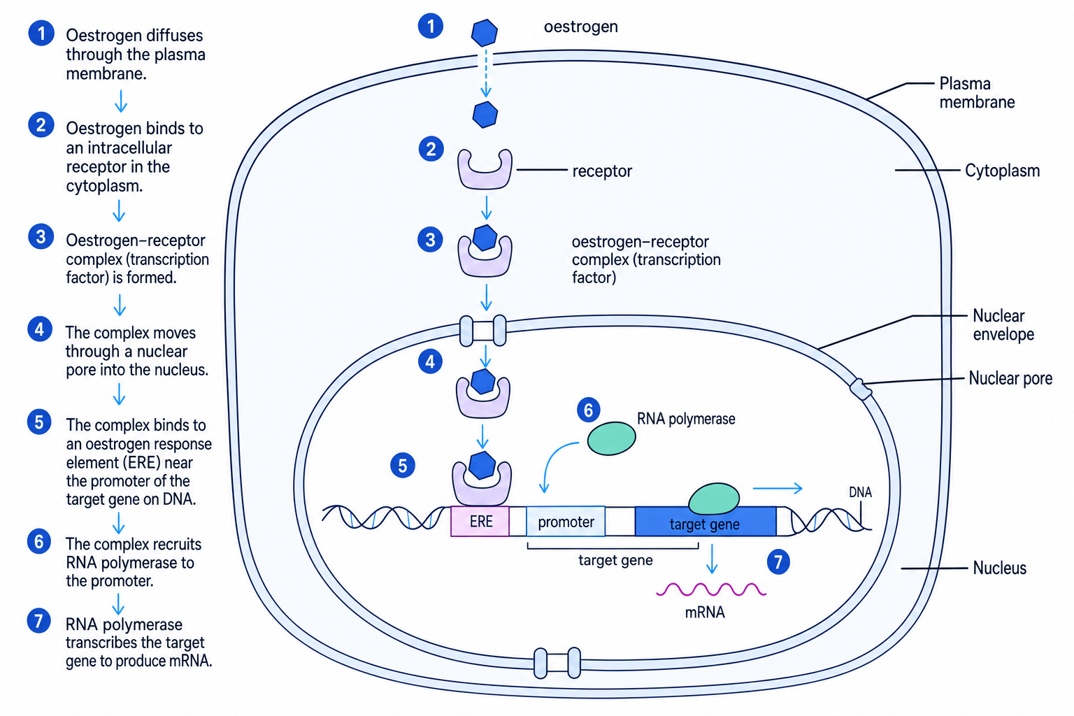 Oestrogen diffuses into a eukaryotic cell, binds its receptor, enters the nucleus and stimulates transcription of a target gene