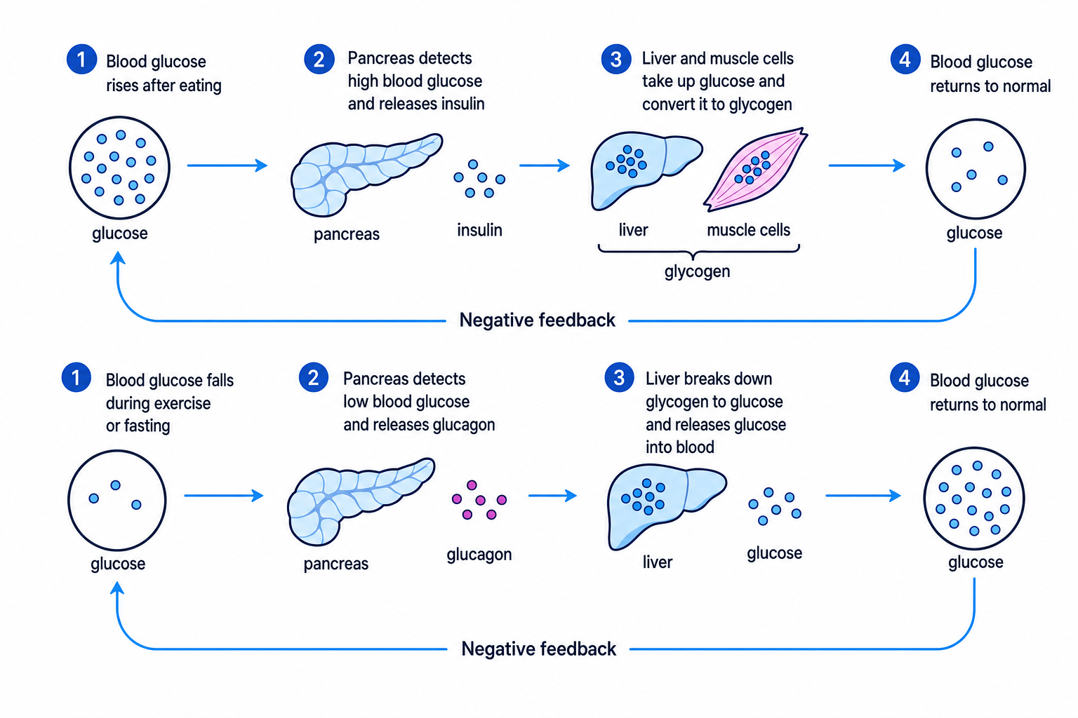 Flow diagram showing insulin lowering blood glucose and glucagon raising blood glucose by negative feedback