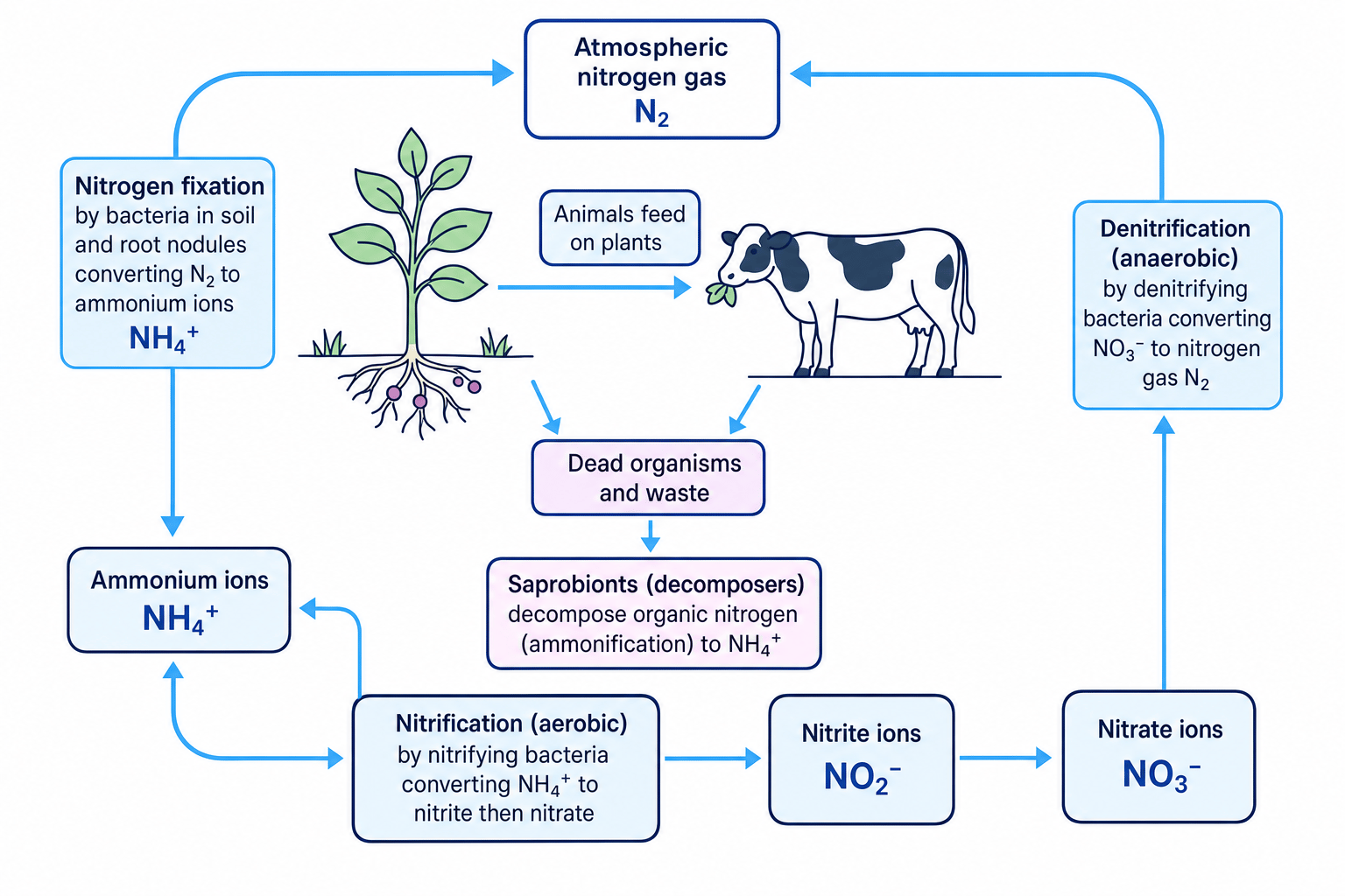 Labelled nitrogen cycle showing nitrogen fixation, ammonification, nitrification and denitrification