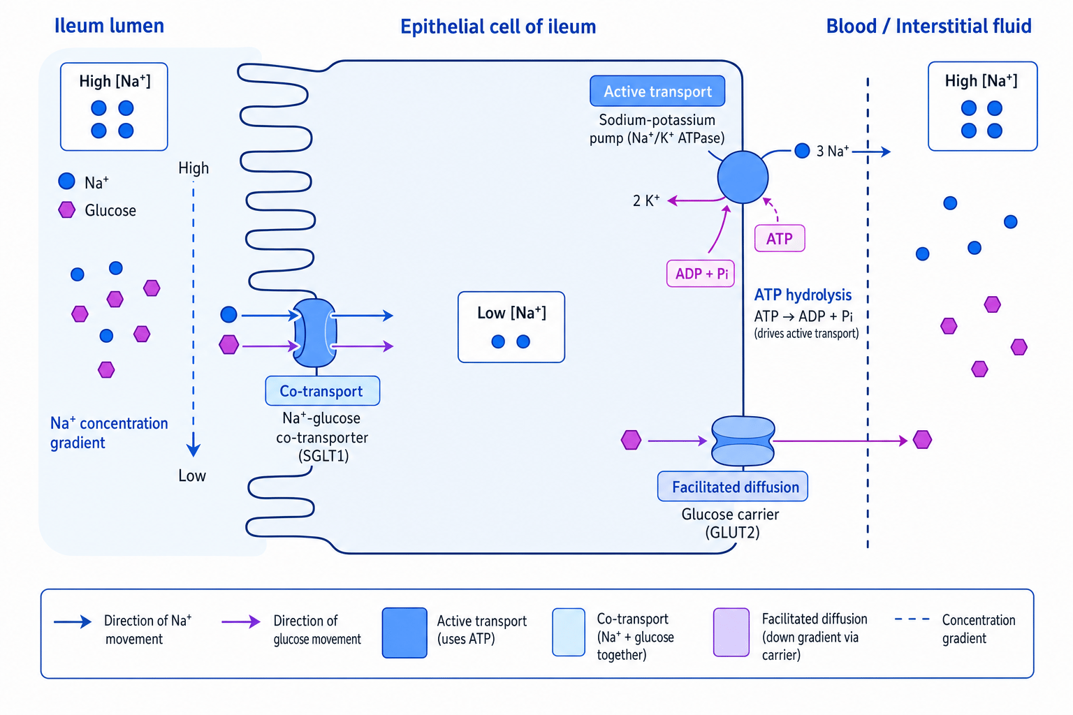 Sodium ion and glucose co-transport in an ileum epithelial cell