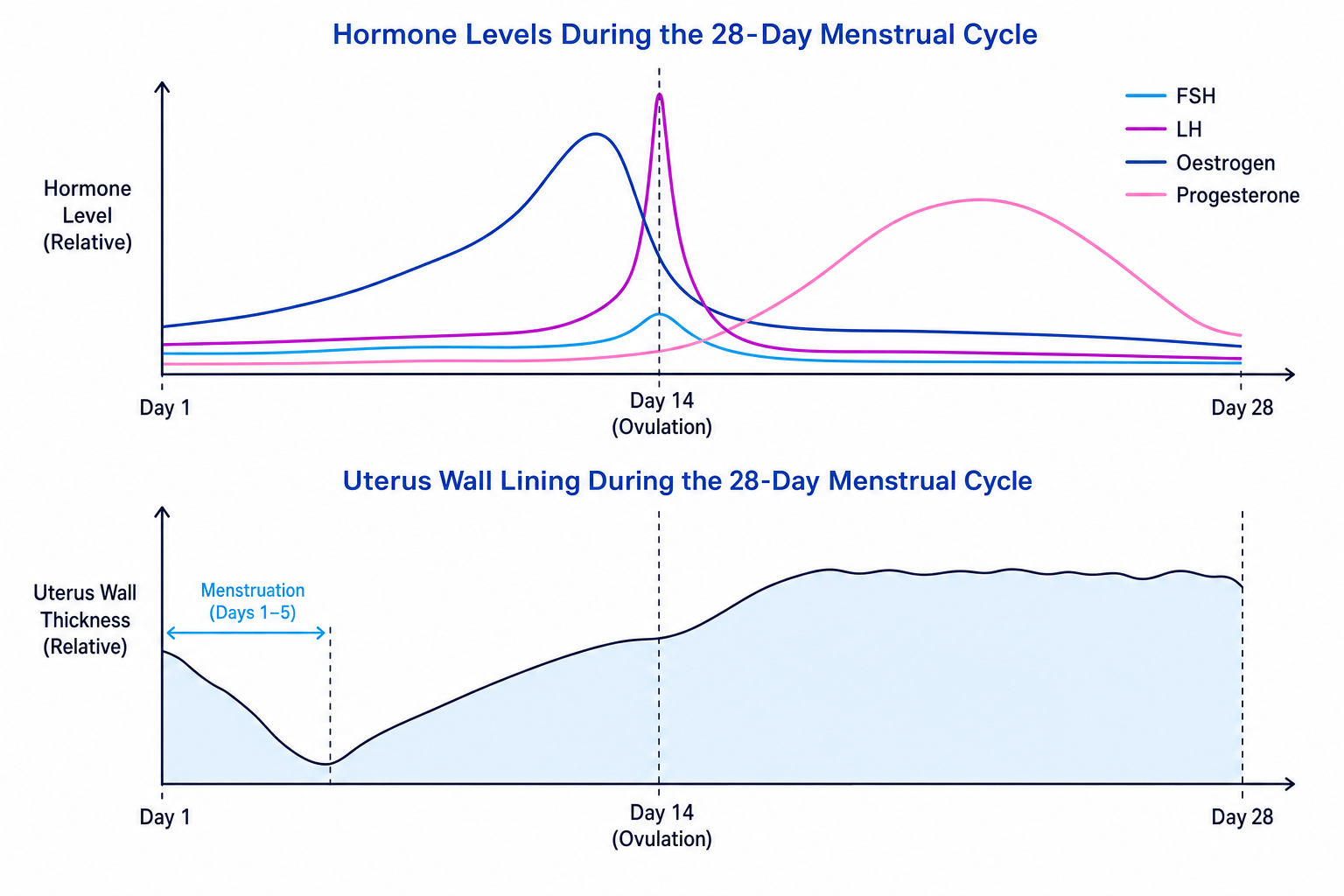 Menstrual Cycle Hormones and Uterus Lining