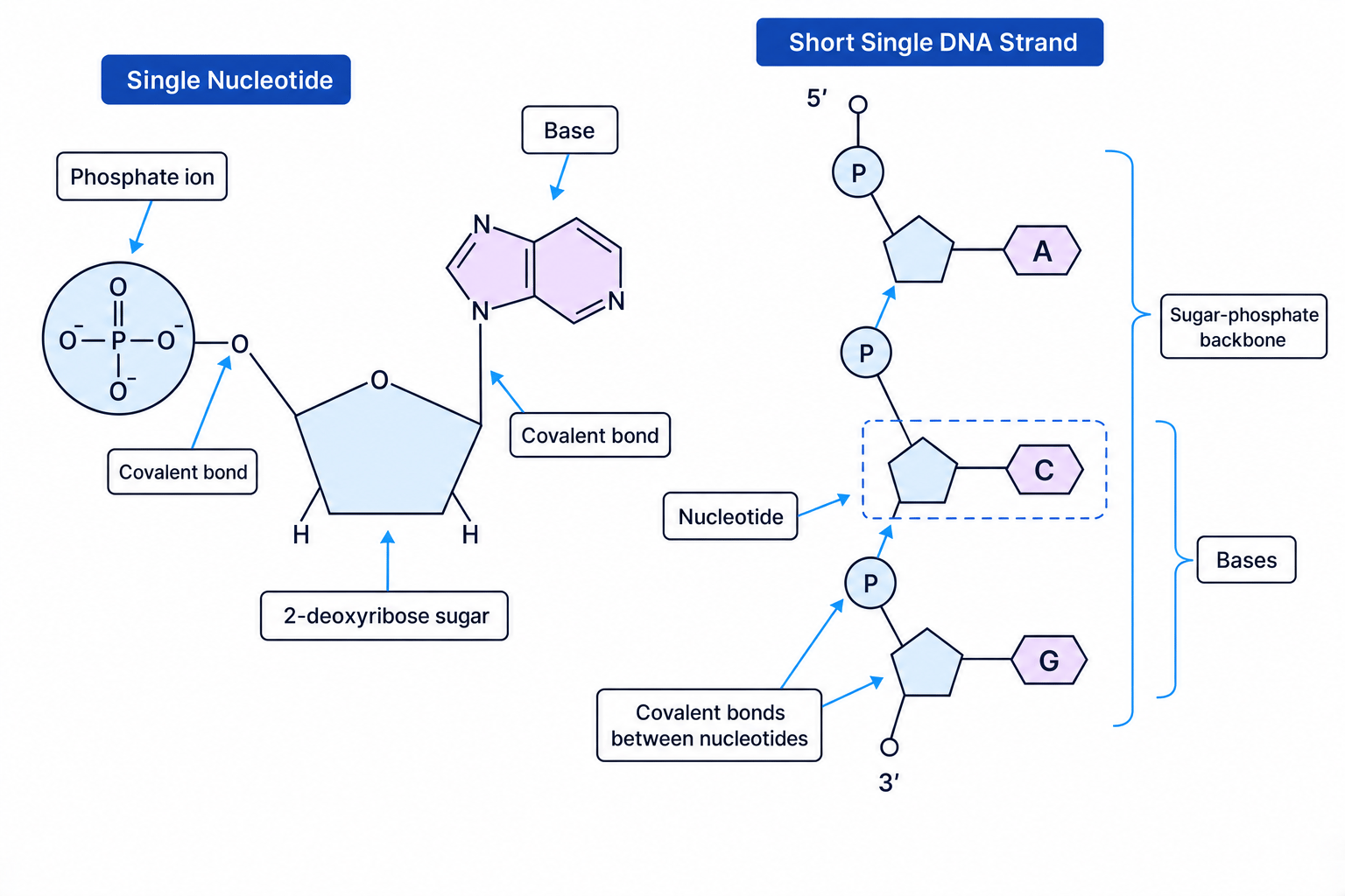 Schematic showing a DNA nucleotide and a short single strand with phosphate, deoxyribose and bases labelled
