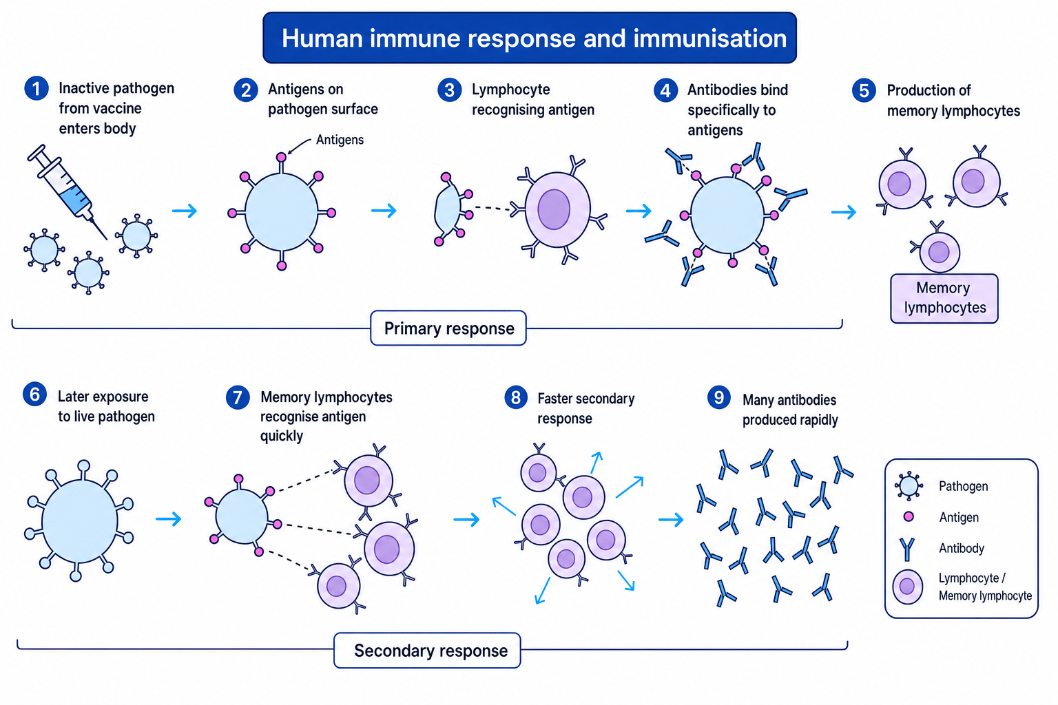 Sequence diagram of immune response, memory lymphocytes and immunisation