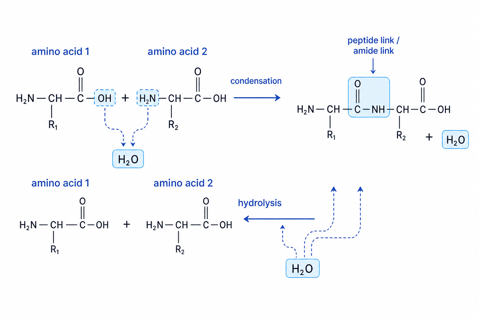 Formation and hydrolysis of a peptide link