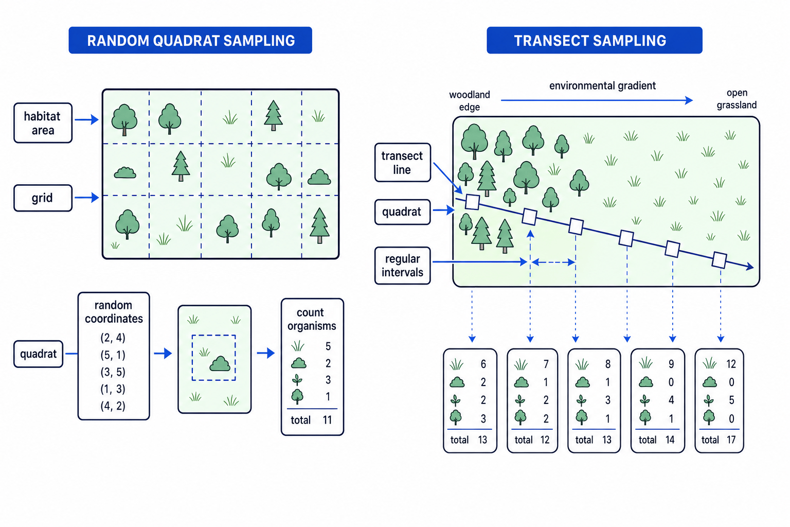 Diagram comparing random quadrat sampling and transect sampling in a habitat