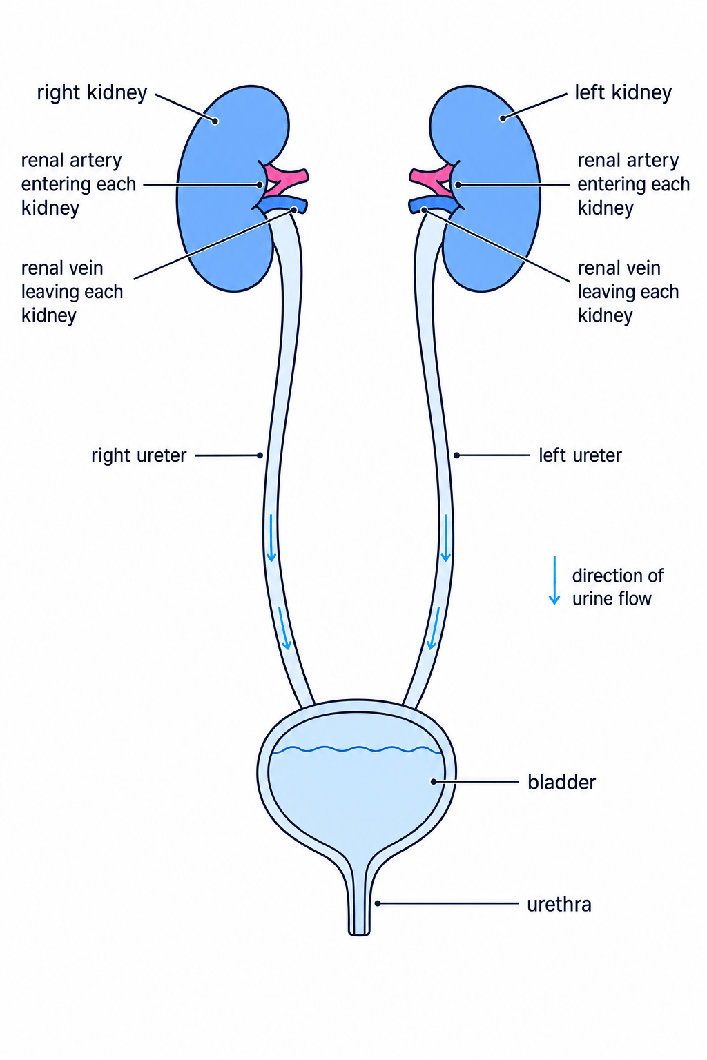 Labelled human urinary system showing kidneys, ureters, bladder and urethra
