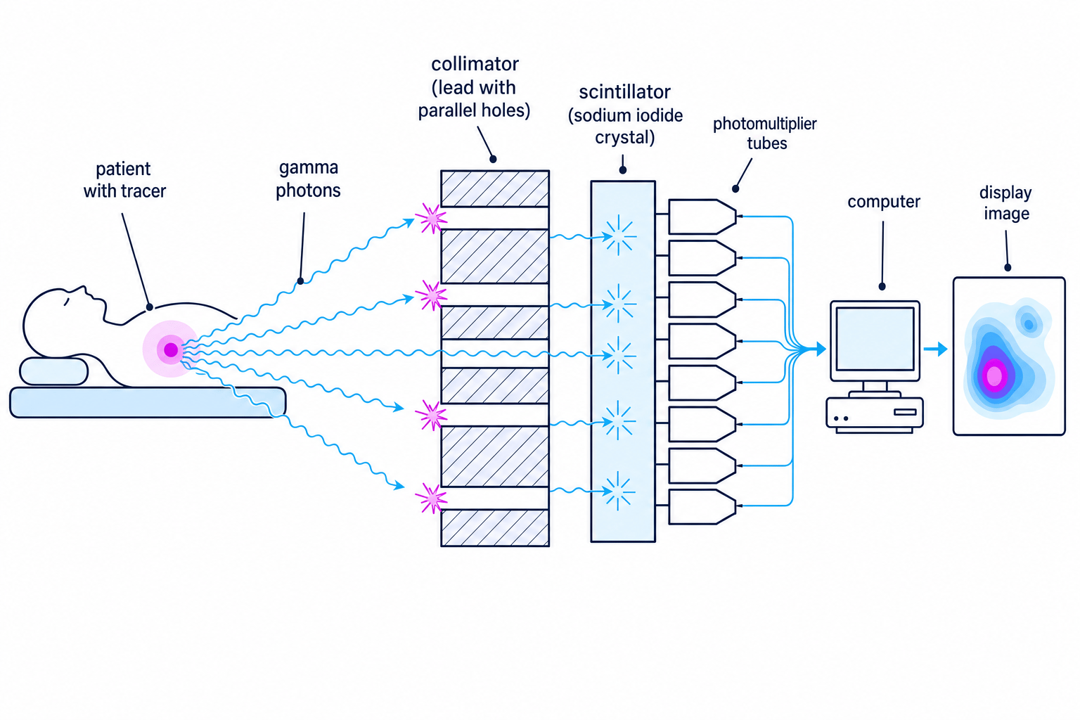 Schematic of a gamma camera showing tracer gamma photons passing through a collimator to a scintillator, photomultiplier tubes, computer and display