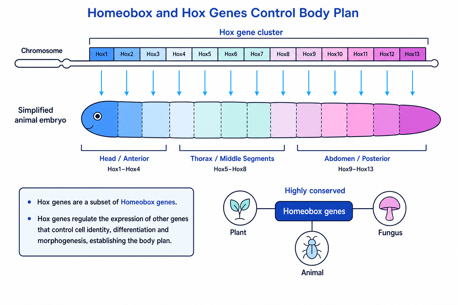 Diagram showing Homeobox genes, Hox gene clusters and body plan development