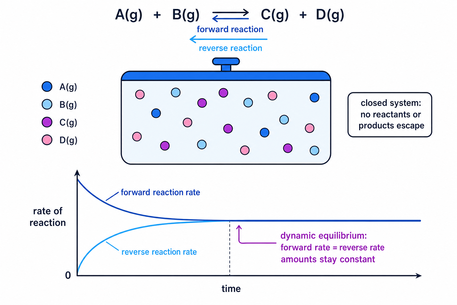 Diagram of a sealed reversible reaction reaching dynamic equilibrium, with equal forward and reverse rates shown on a graph
