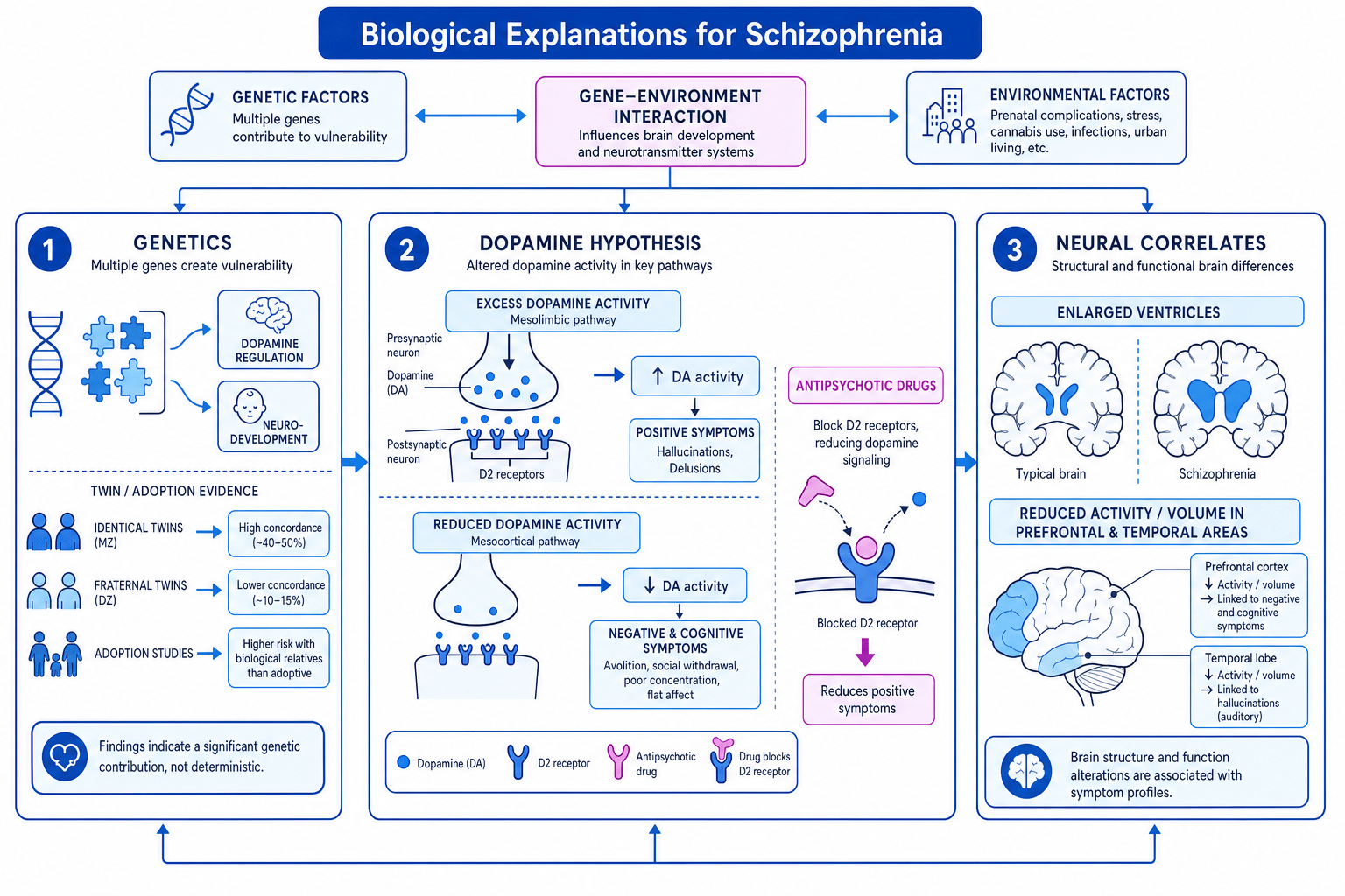 Diagram showing genetics, dopamine pathways and neural correlates in schizophrenia