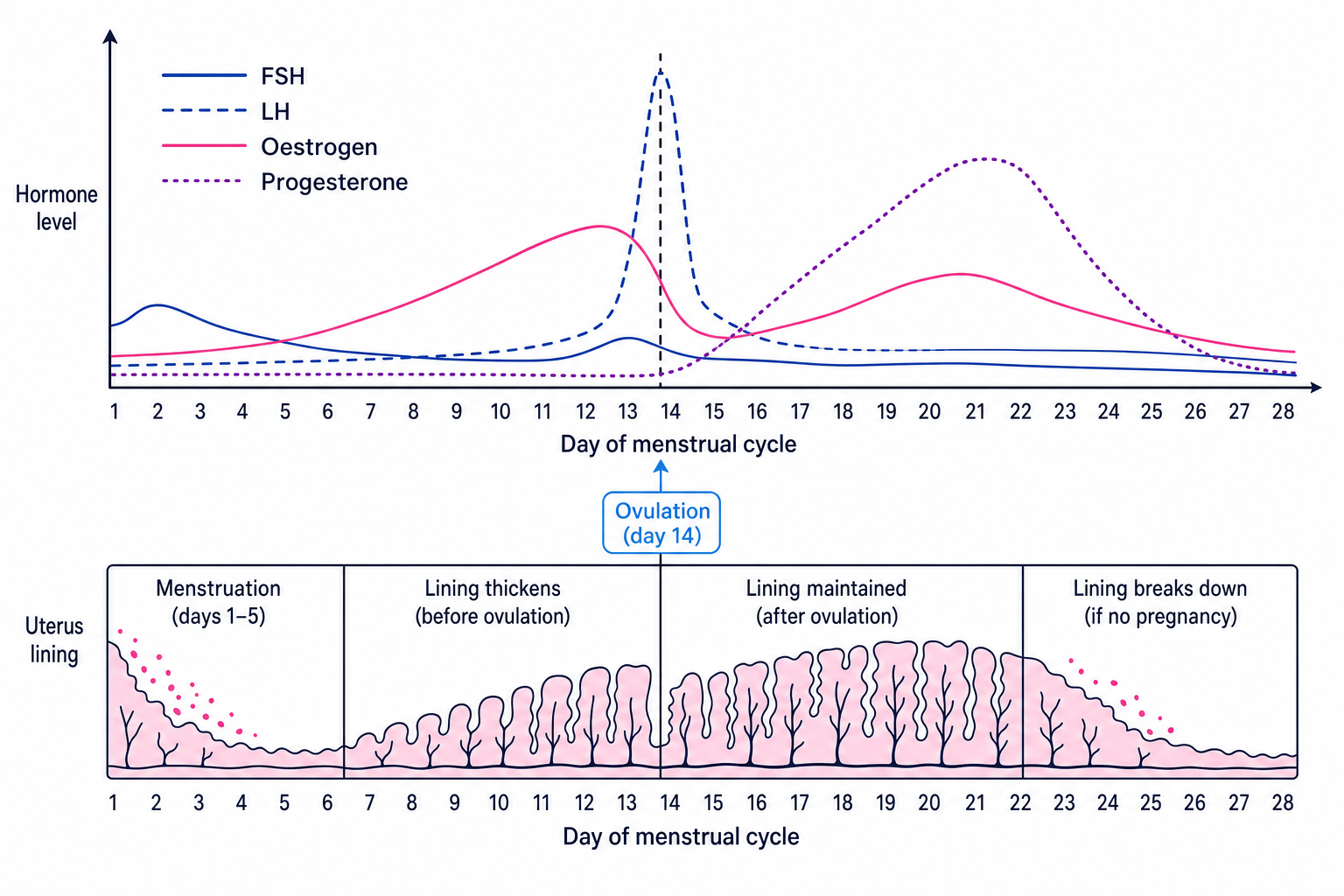 Graph showing FSH, LH, oestrogen and progesterone during the menstrual cycle