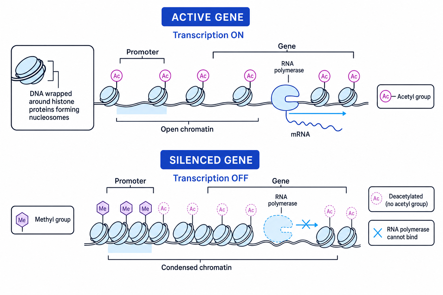 Schematic of DNA methylation and histone acetylation controlling active and silenced genes