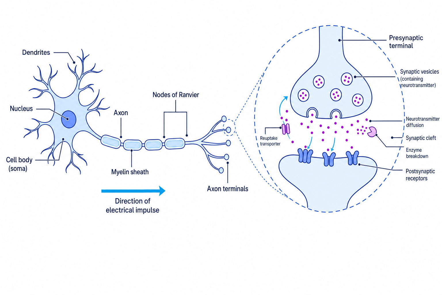 Labelled neuron and synapse showing dendrites, cell body, axon, myelin sheath, nodes of Ranvier, axon terminals, neurotransmitter release, receptors, reuptake and enzyme breakdown