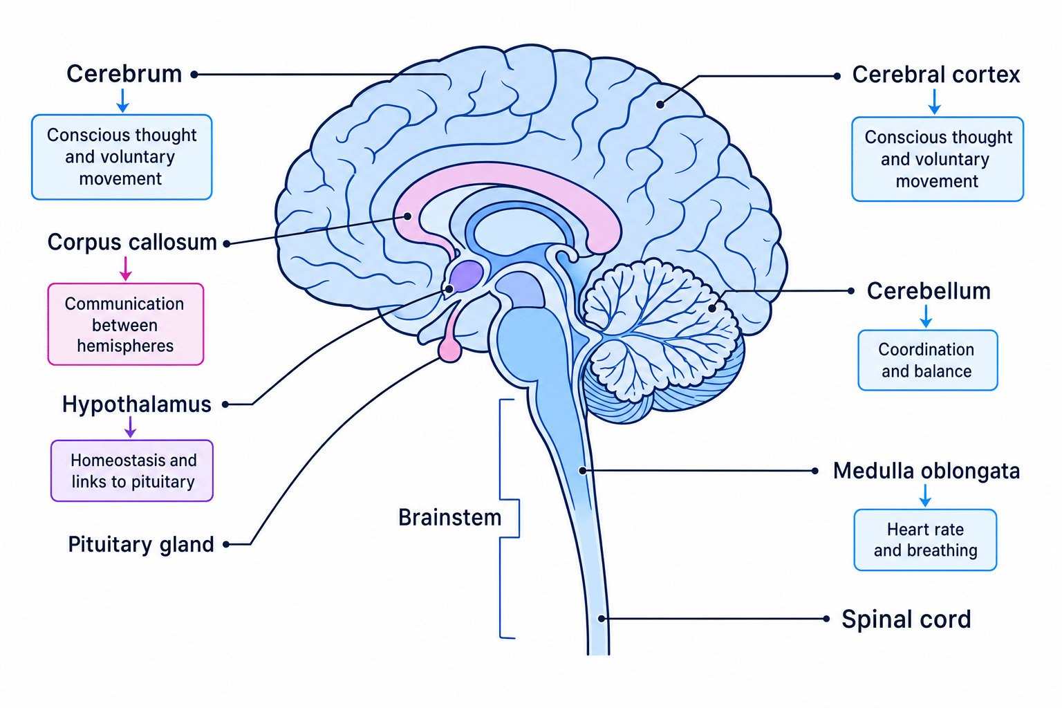 Labelled sagittal view of the human brain showing cerebrum, cerebral cortex, corpus callosum, cerebellum, medulla oblongata, hypothalamus, pituitary gland, brainstem and spinal cord