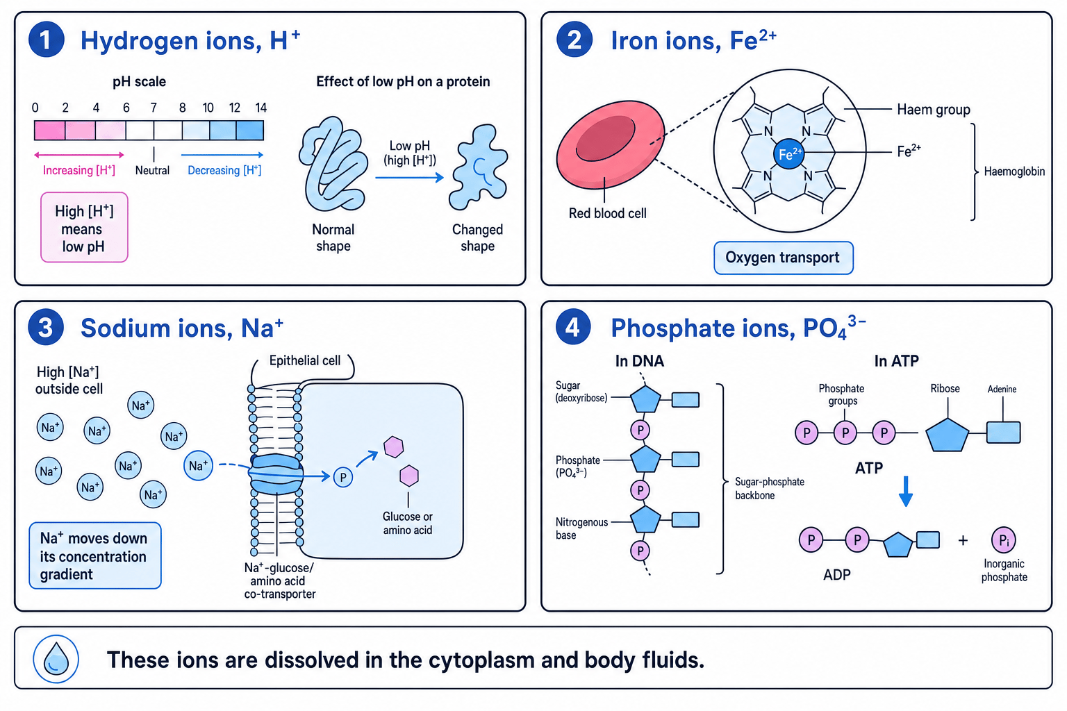 Summary diagram of hydrogen, iron, sodium and phosphate ions in A-Level Biology