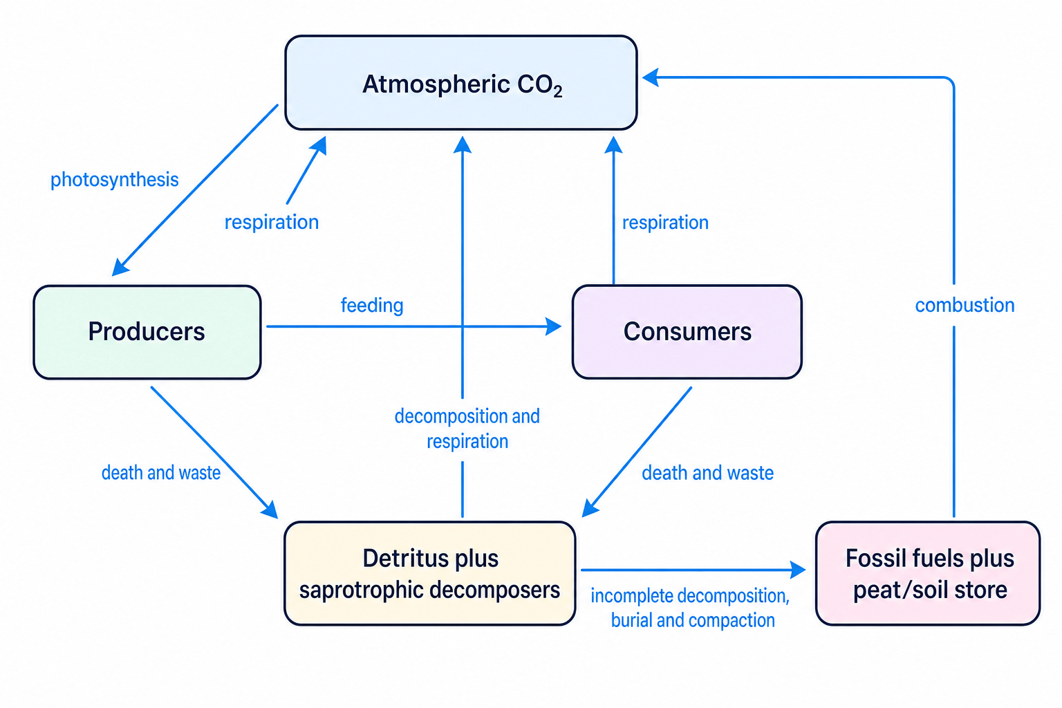 Carbon cycle showing photosynthesis, feeding, respiration, decomposition, carbon stores and combustion