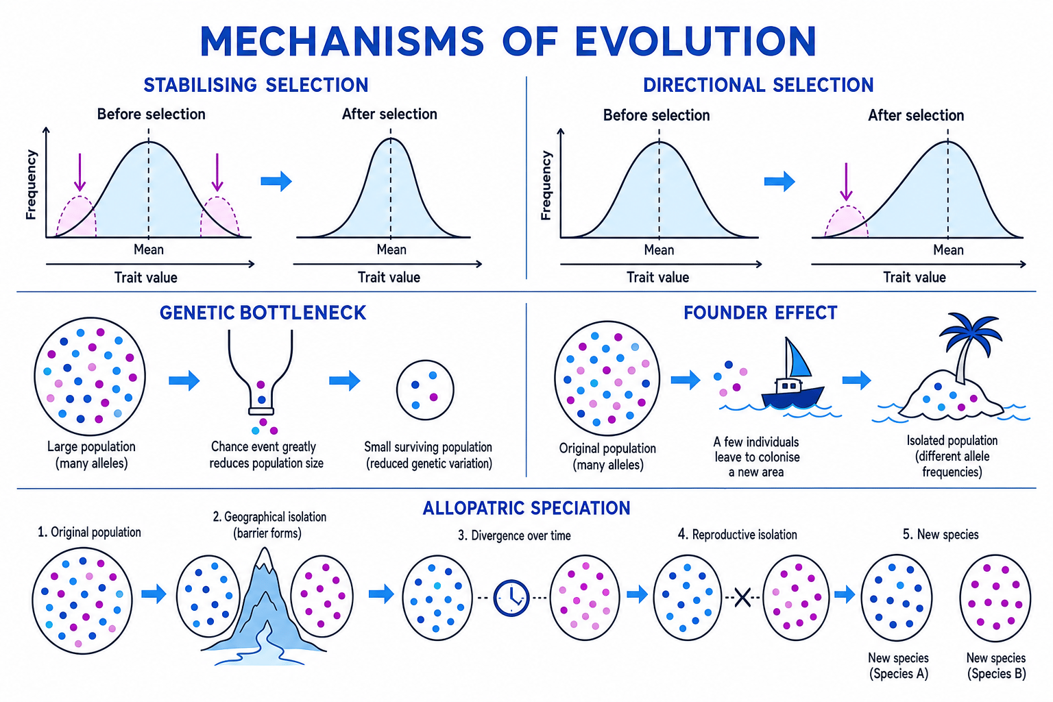 Diagram summarising stabilising selection, directional selection, genetic bottleneck, founder effect and allopatric speciation