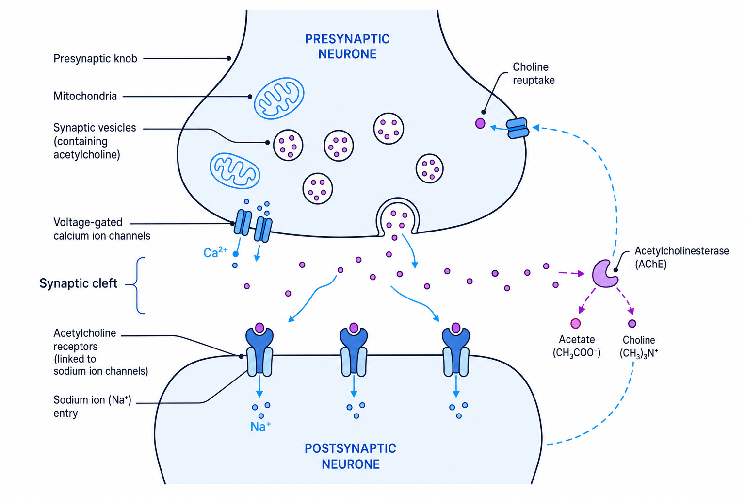 Cholinergic synapse showing acetylcholine release, receptor binding, sodium ion entry and breakdown by acetylcholinesterase