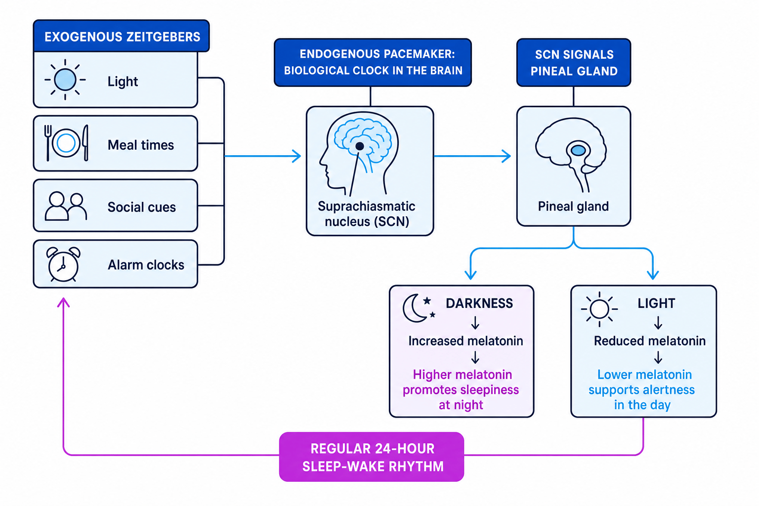 Flow diagram showing exogenous zeitgebers feeding into the SCN, which signals the pineal gland to regulate melatonin and the 24-hour sleep-wake rhythm