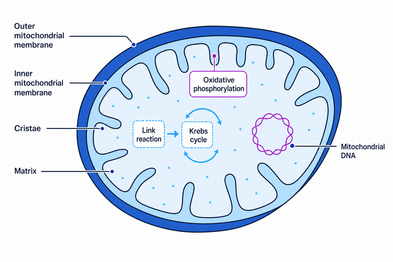 Annotated mitochondrion showing membranes, cristae, matrix, mitochondrial DNA and respiration sites