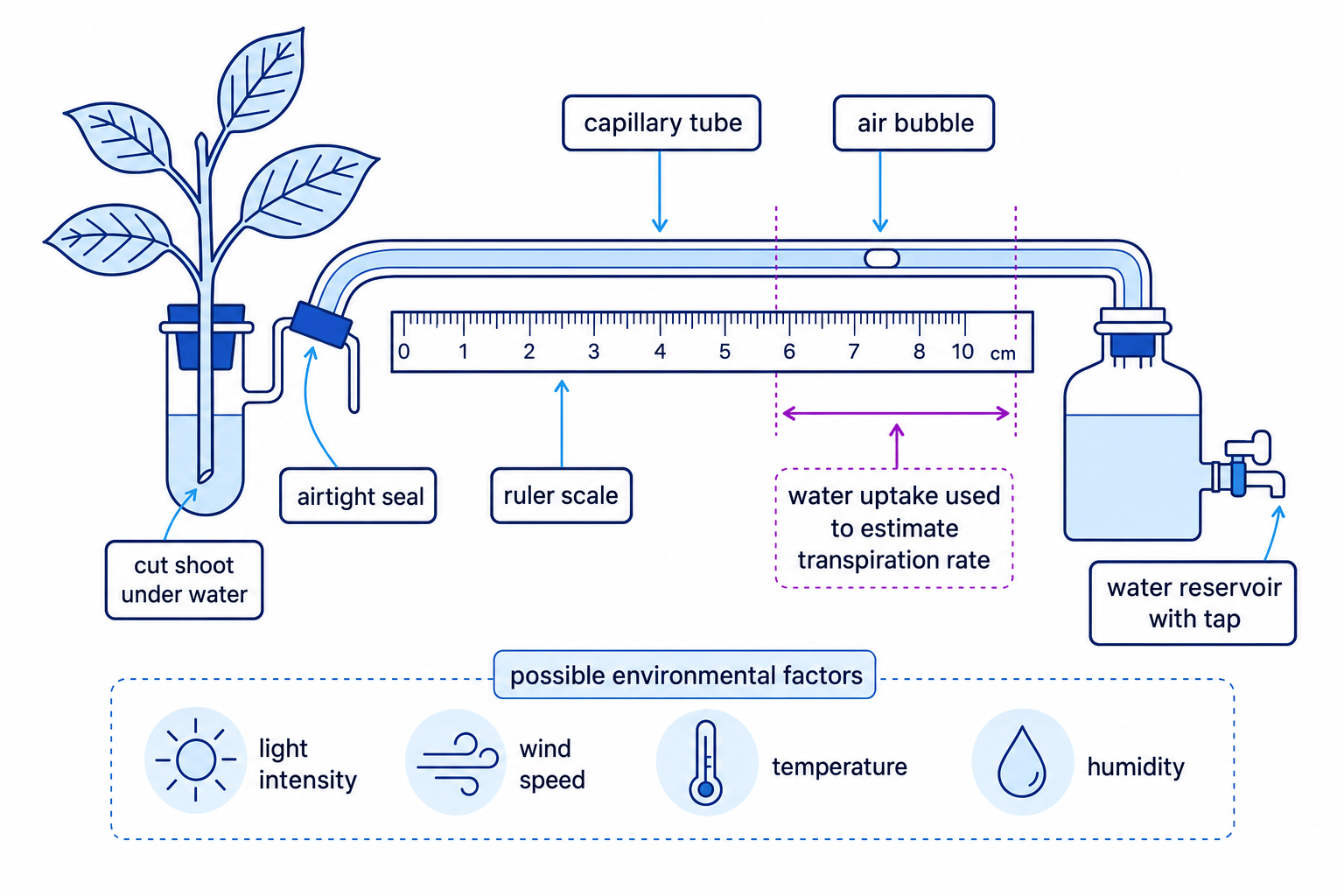 Potometer setup for measuring transpiration rate in a leafy shoot