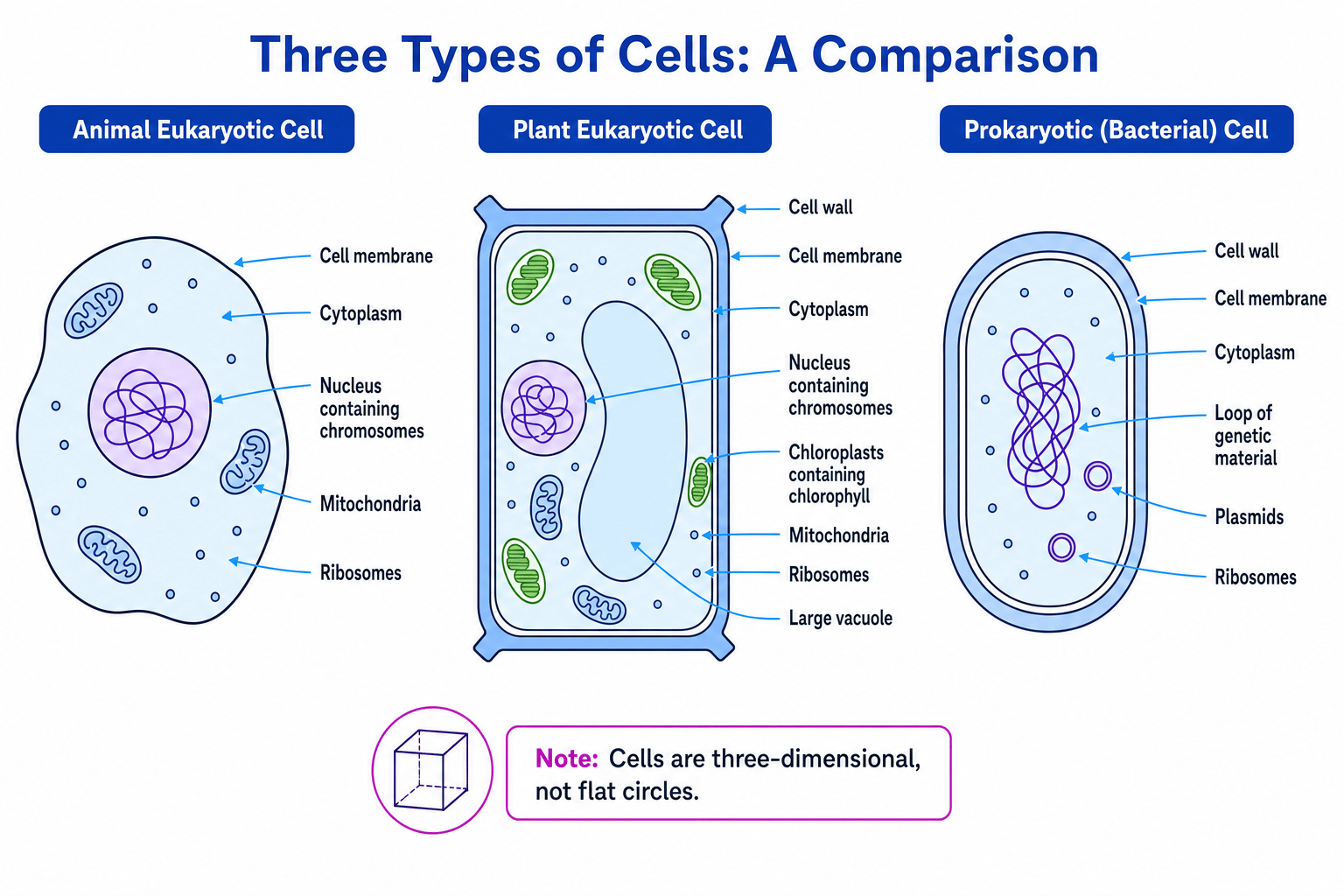 Labelled comparison of animal, plant and bacterial cells