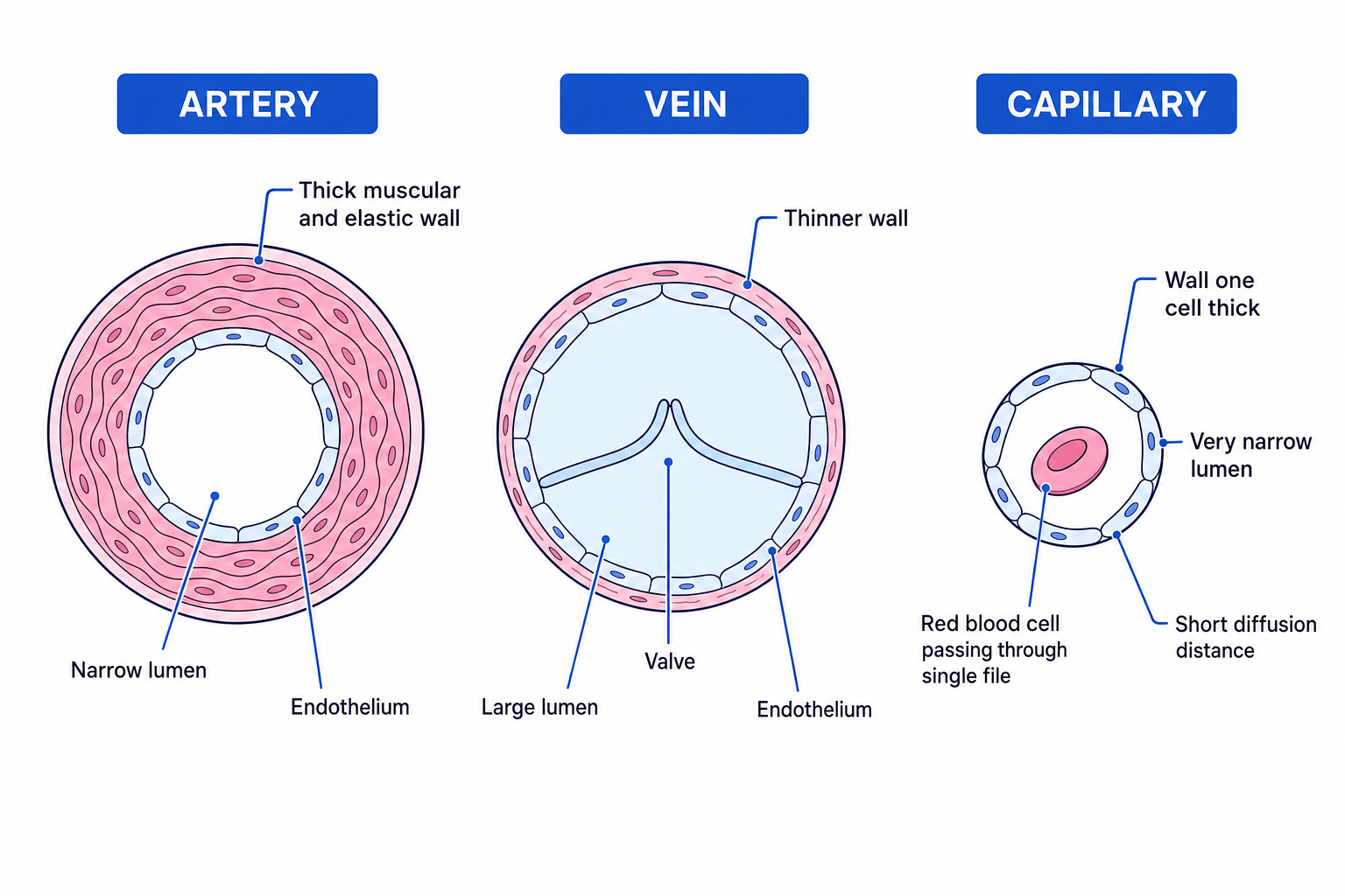 Comparison of artery, vein and capillary structure