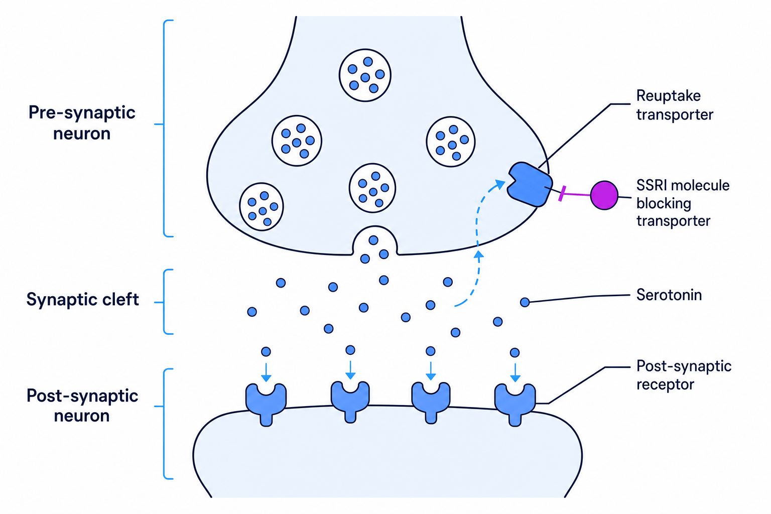 Mechanism of SSRIs at the synapse