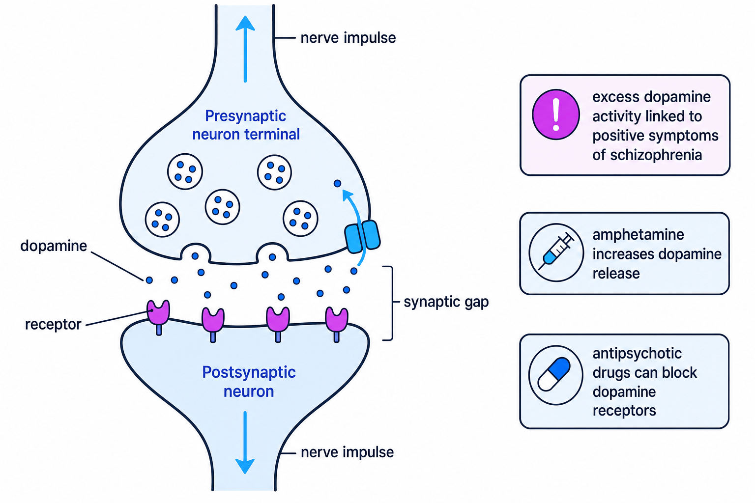 Dopamine synapse showing release, receptors, amphetamine and antipsychotic action
