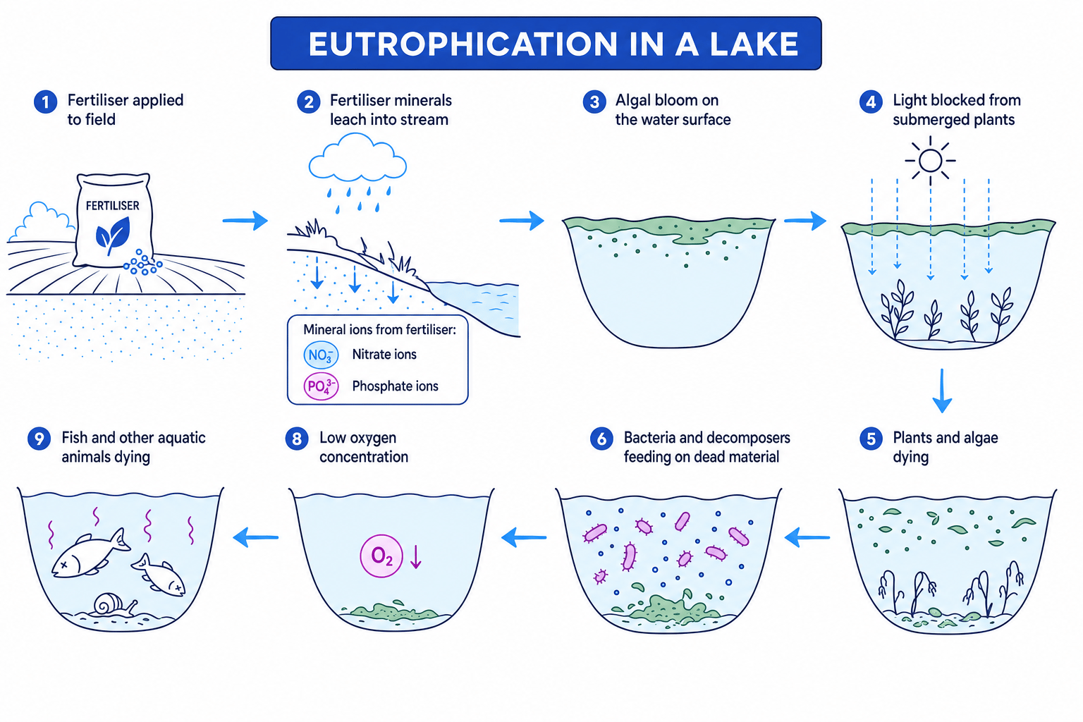 Flow diagram showing eutrophication in a lake caused by fertiliser minerals leaching into water